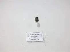 包含ǎ磔?澇螖褚;?梨鱳1?缴r缁鳃蟕?锦怂?<粸讃?B潯Y嫻???攢_顸缬:?N)?w犱$	汔s?蜘!B鵇T鱃}惰涚E愗M的词条